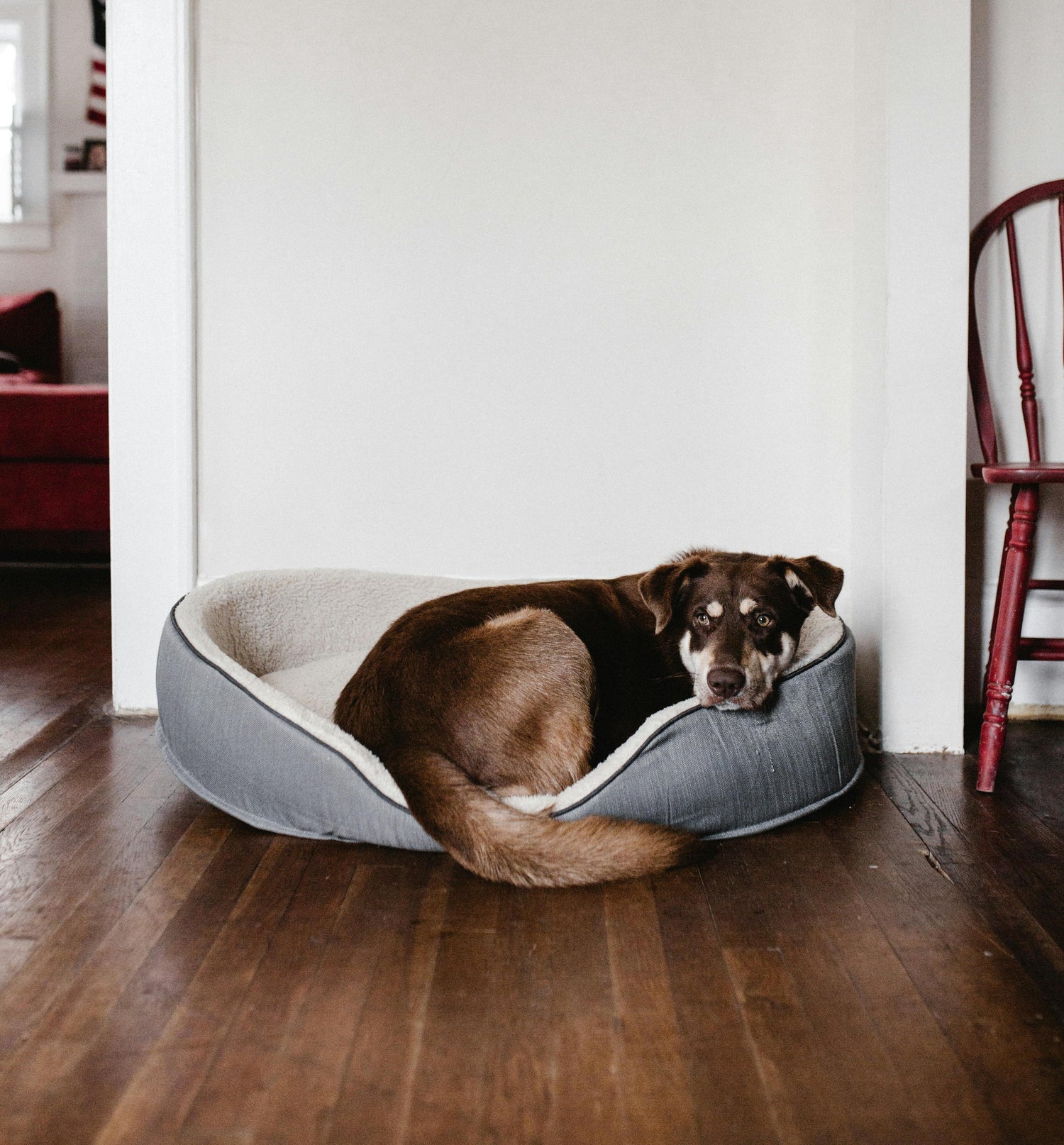 Pet Supplies